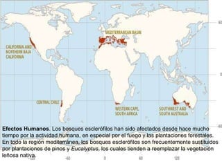 Efectos Humanos . Los bosques esclerófilos han sido afectados desde hace mucho tiempo por la actividad humana, en especial por el fuego y las plantaciones forestales. En todo la región mediterránea, los bosques esclerófilos son frecuentemente sustituidos por plantaciones de pinos y  Eucalyptus , los cuales tienden a reemplazar la vegetación leñosa nativa.  