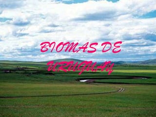 BIOMAS DE URUGUAY 