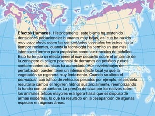 Efectos Humanos . Históricamente, este bioma ha sostenido densidades poblacionales humanas muy bajas, así que ha habido muy poco efecto sobre las comunidades vegetales terrestres hasta tiempos recientes, cuando la tecnología ha permito un uso más intenso del terreno para propósitos como la extracción de petróleo. Esto ha tenido un efecto general muy pequeño sobre el ambiente de la zona pero el peligro potencial de derrames de petróleo y otros contaminantes químicos ha aumentado. Aún niveles bajos de perturbación pueden tener un intenso efecto local ya que la vegetación se regenera muy lentamente. Cuando se altera el  permafrost , con tráfico de vehículos pesados por ejemplo, el deshielo resultante cambia el régimen hídrico sustancialmente, reemplazando la tundra con un pantano. La presión de caza por los nativos sobre los animales árticos mayores era ligera hasta que se dispuso de armas modernas, lo que ha resultado en la desaparición de algunas especies en algunas áreas. 