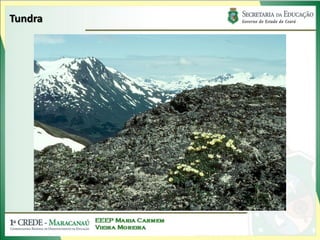 Tundra
 
