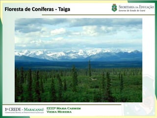 Floresta de Coníferas - Taiga
 