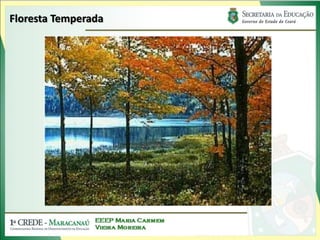 Floresta Temperada
 