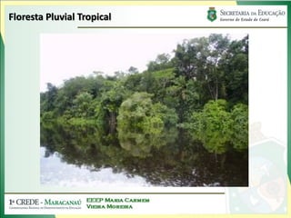Floresta Pluvial Tropical
 