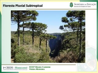 Floresta Pluvial Subtropical
 