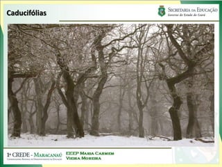 Caducifólias
 