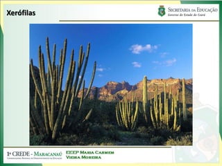 Xerófilas
 
