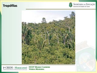 Tropófilas
 