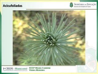 Acicufoliadas
 