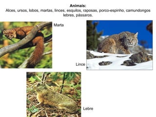 Animais:
Alces, ursos, lobos, martas, linces, esquilos, raposas, porco-espinho, camundongos
                                  lebres, pássaros.

                           Marta




                                       Lince




                                           Lebre
 