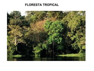 FLORESTA TROPICAL
 
