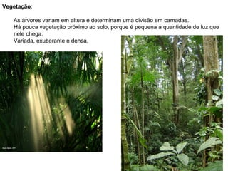 Vegetação:

   As árvores variam em altura e determinam uma divisão em camadas.
   Há pouca vegetação próximo ao solo, porque é pequena a quantidade de luz que
   nele chega.
   Variada, exuberante e densa.
 