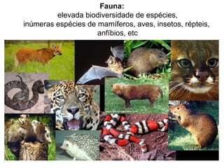 Fauna:
         elevada biodiversidade de espécies,
inúmeras espécies de mamíferos, aves, insetos, répteis,
                     anfíbios, etc
 