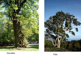 Carvalho
           Faia
 