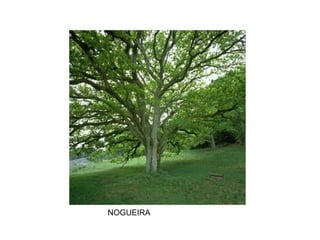NOGUEIRA
 