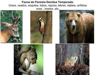 Fauna da Floresta Decídua Temperada:
Ursos, veados, esquilos, lobos, raposa, lebres, répteis, anfíbios
                      aves , insetos ,etc.
 