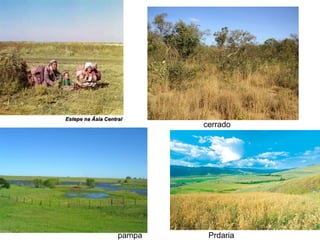 cerrado




pampa    Prdaria
 