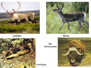 CARIBU                       RENA


                   Boi
               Almiscarado




         Lemingue
 