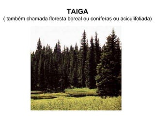 TAIGA
( também chamada floresta boreal ou coníferas ou aciculifoliada)
 