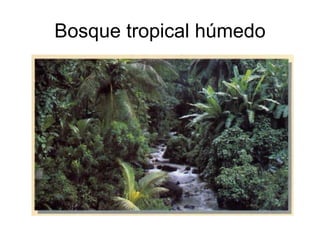 Bosque tropical húmedo