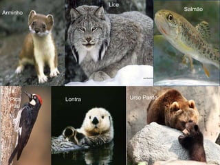 Lice
                                       Salmão
Arminho




  Pica    Lontra          Urso Pardo
  Pau
 
