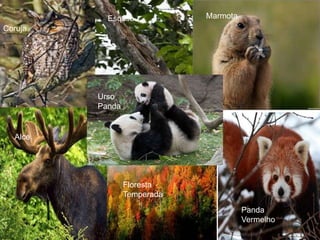 Esquilo           Marmota
Coruja




         Urso
         Panda


  Alce




                 Floresta
                 Temperada
                                       Panda
                                       Vermelho
 