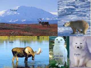 Urso Polar
Tundra




Alce




                                   Furão
         Coruja das
         Neves
 