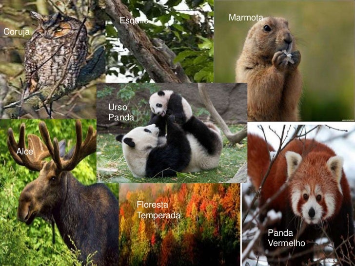 Urso Da Floresta Decidua Temperada Floresta Temperada: