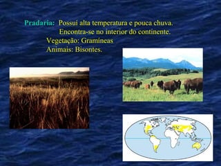 Pradaria: Possuí alta temperatura e pouca chuva.
          Encontra-se no interior do continente.
      Vegetação: Gramíneas
      Animais: Bisontes.
 
