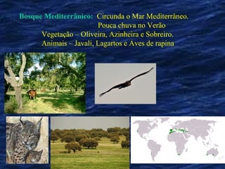 Bosque Mediterrânico: Circunda o Mar Mediterrâneo.
                        Pouca chuva no Verão
      Vegetação – Oliveira, Azinheira e Sobreiro.
      Animais – Javali, Lagartos e Aves de rapina
 