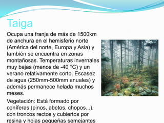 Taiga
Ocupa una franja de más de 1500km
de anchura en el hemisferio norte
(América del norte, Europa y Asia) y
también se encuentra en zonas
montañosas. Temperaturas invernales
muy bajas (menos de -40 °C) y un
verano relativamente corto. Escasez
de agua (250mm-500mm anuales) y
además permanece helada muchos
meses.
Vegetación: Está formado por
coníferas (pinos, abetos, chopos...),
con troncos rectos y cubiertos por
resina y hojas pequeñas semejantes
 
