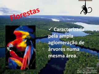  Caracterizada
pela ampla
aglomeração de
árvores numa
mesma área.
 