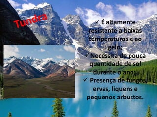  É altamente
 resistente a baixas
  temperaturas e ao
         gelo;
Necessita de pouca
  quantidade de sol
    durante o ano;.
 Presença de fungos,
    ervas, liquens e
 pequenos arbustos.
 