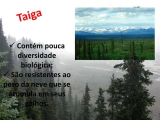  Contém pouca
    diversidade
     biológica;
 São resistentes ao
peso da neve que se
 acumula em seus
      galhos.
 