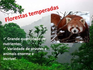  Grande quantidade de
nutrientes;
 Variedade de arvores e
animais enorme e
incrível.
 