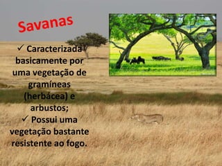 Caracterizada
  basicamente por
 uma vegetação de
     gramíneas
    (herbácea) e
      arbustos;
    Possui uma
vegetação bastante
resistente ao fogo.
 