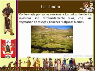 La Tundra
Conformada por zonas cercanas a los polos, donde los
inviernos son extremadamente fríos, con una
vegetación de musgos, liqúenes y algunas hierbas.
 