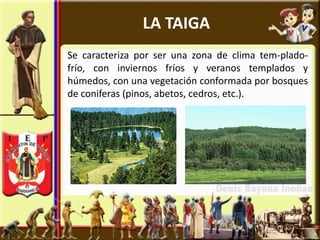 LA TAIGA
Se caracteriza por ser una zona de clima tem-plado-
frío, con inviernos fríos y veranos templados y
húmedos, con una vegetación conformada por bosques
de coniferas (pinos, abetos, cedros, etc.).
 