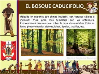 EL BOSQUE CADUCIFOLIO
Ubicado en regiones con climas lluviosos, con veranos cálidos e
inviernos fríos, pero más templado que los anteriores.
Predominan árboles como el roble, la haya y los castaños. Entre su
fauna predominan los ciervos, lobos, águilas, jabalíes, etc.
 