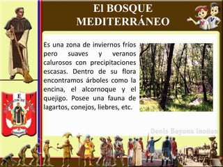 El BOSQUE
           MEDITERRÁNEO
Es una zona de inviernos fríos
pero suaves y veranos
calurosos con precipitaciones
escasas. Dentro de su flora
encontramos árboles como la
encina, el alcornoque y el
quejigo. Posee una fauna de
lagartos, conejos, liebres, etc.
 