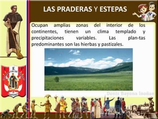LAS PRADERAS Y ESTEPAS
Ocupan amplias zonas del interior de los
continentes, tienen un clima templado y
precipitaciones    variables.      Las      plan-tas
predominantes son las hierbas y pastizales.
 