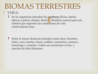 
 TAIGA:
 En la vegetación abundan las coníferas (Picea, abetos,
alerces y pinos, chopos, álamos, abedules, sauces) que son
árboles que soportan las condiciones de vida
relativamente frías.
 Entre la fauna, destacan animales como alces, bisontes,
lobos, osos, martas, linces, ardillas, marmotas, castores,
lemmings y venados. Todos son resistentes al frío, y
muchos de ellos hibernan.
BIOMAS TERRESTRES
 