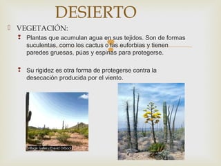 
 VEGETACIÓN:
 Plantas que acumulan agua en sus tejidos. Son de formas
suculentas, como los cactus o las euforbias y tienen
paredes gruesas, púas y espinas para protegerse.
 Su rigidez es otra forma de protegerse contra la
desecación producida por el viento.
DESIERTO
 