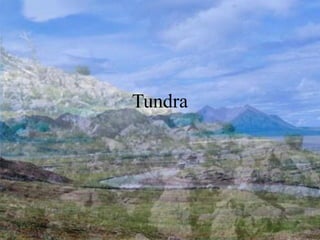 Tundra
 