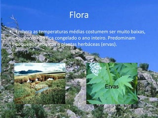 Flora
• Embora as temperaturas médias costumem ser muito baixas,
o subsolo não fica congelado o ano inteiro. Predominam
pequenos arbustos e plantas herbáceas (ervas).
 