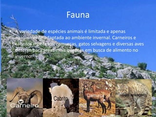 Fauna
• A variedade de espécies animais é limitada e apenas
parcialmente adaptada ao ambiente invernal. Carneiros e
cabritos monteses, camurças, gatos selvagens e diversas aves
descem para áreas mais quentes em busca de alimento no
inverno.
•
 