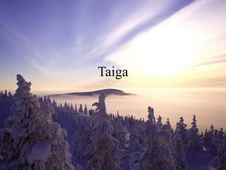 Taiga
 