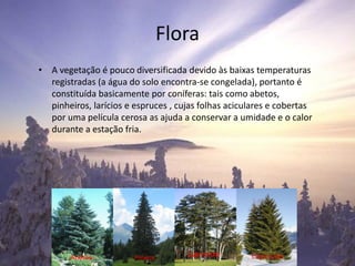 Flora
• A vegetação é pouco diversificada devido às baixas temperaturas
registradas (a água do solo encontra-se congelada), portanto é
constituída basicamente por coníferas: tais como abetos,
pinheiros, larícios e espruces , cujas folhas aciculares e cobertas
por uma película cerosa as ajuda a conservar a umidade e o calor
durante a estação fria.
 