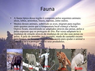 Fauna
• A fauna típica dessa região é composta pelos seguintes animais:
alces, lobos, arminhos, linces, raposas, entre outros.
• Muitos desses animais, sobretudo as aves, migram para regiões
mais quentes assim que a temperatura local começa a baixar.
Outros ficam, encontrando-se adaptados através das penas, pelos e
peles espessas que os protegem do frio. Por vezes adaptam-se à
mudança de estação através da mudança de cor das suas penas ou
pelos. A pele do arminho, por exemplo, muda de castanho escuro
para branco, no Inverno, contribuindo assim para ajudar o animal a
camuflar-se e a proteger-se dos seus predadores.
 