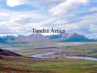 Tundra Ártica
 