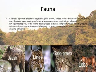 Fauna
• É variada e podem encontrar-se javalis, gatos bravos, linces, lobos, muitos insetos, répteis e
aves diversas, algumas de grande porte. Aparecem ainda muitos invertebrados.
Em algumas regiões, como forma de adaptação às baixas temperaturas do Inverno, alguns
animais migram enquanto outros hibernam, ou ainda, armazenam comida para ser usada
durante o Inverno.
 